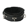 Strict Leather Premium Fur Lined Locking Collar- SM